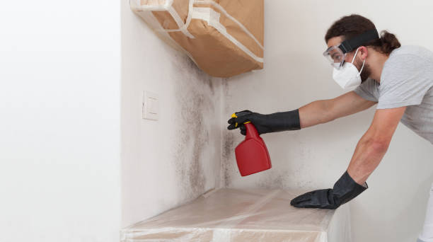 Professional Basement Mold Removal technician working in Bergheim, TX