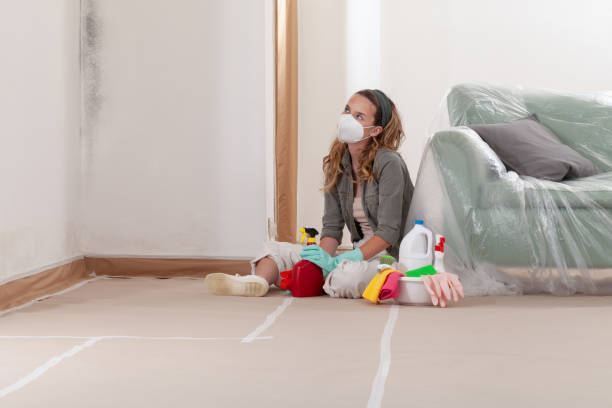 Reliable Basement Mold Removal contractor in Bergheim, TX by WQB Mold Removal