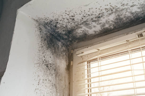 Affordable Basement Mold Removal solutions in Bergheim, TX